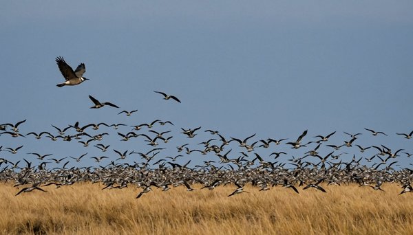 Comment les changements climatiques influencent-ils la migration des oiseaux ?